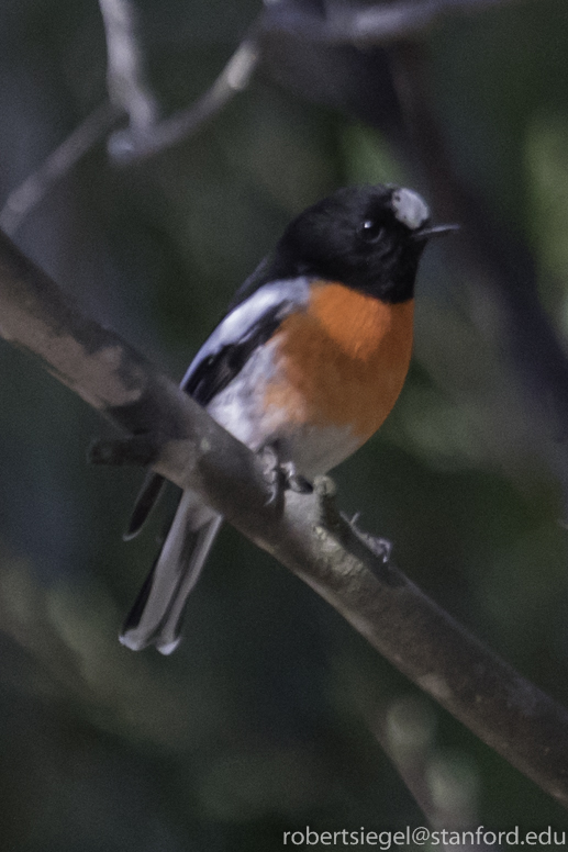 scarlet robin